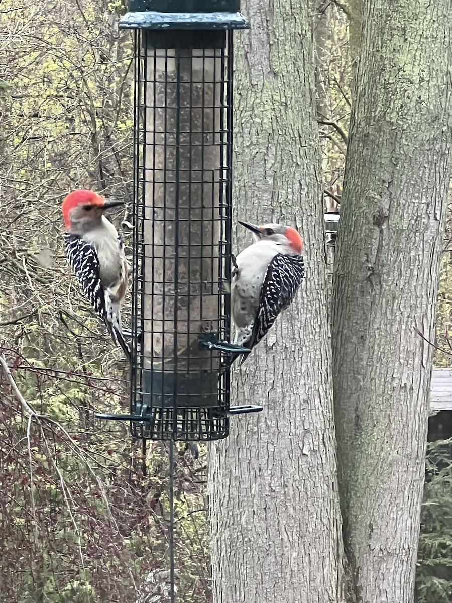 Red-bellied Woodpecker - Sandra Bethell