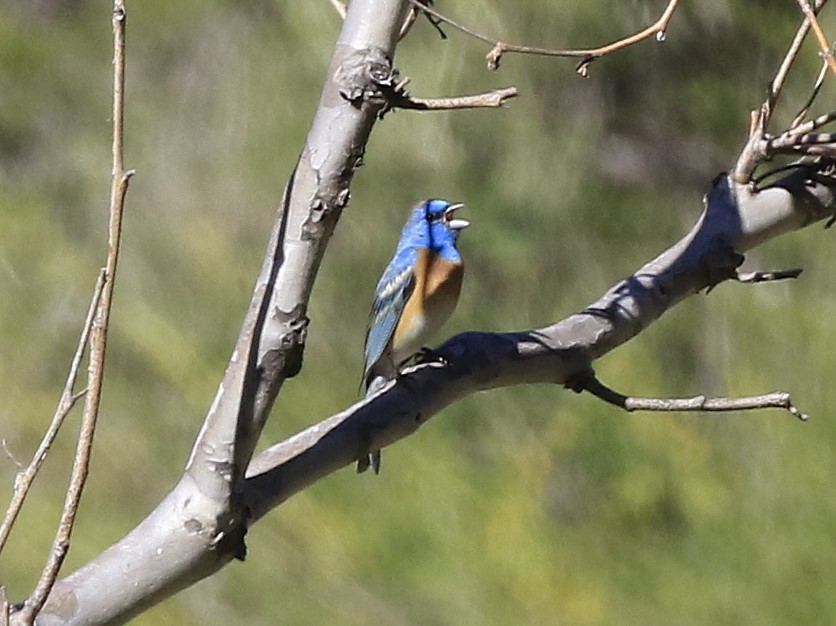 Lazuli Bunting - ML618106676