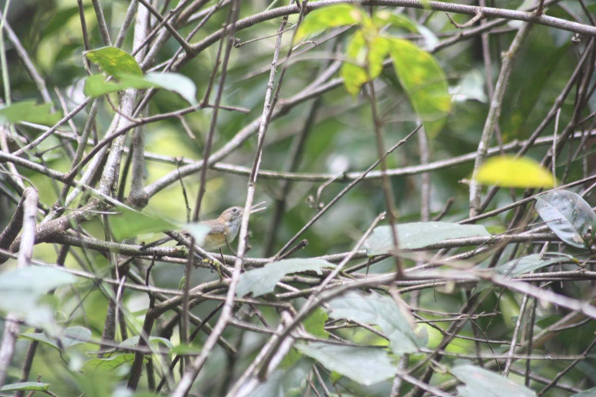 Long-billed Gnatwren - ML618106691