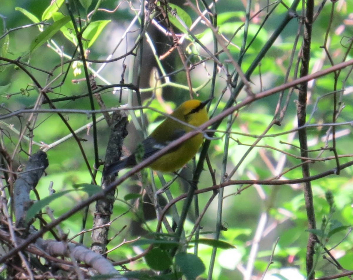 Blue-winged Warbler - ML618106707