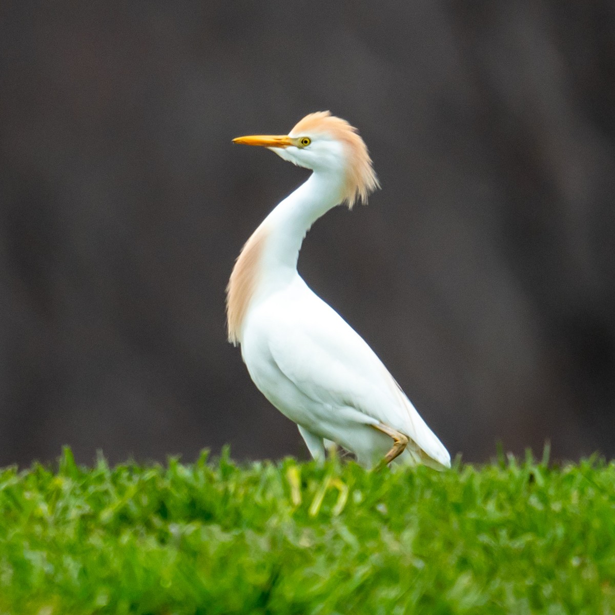 Western Cattle Egret - Oliver Saunders Wilder