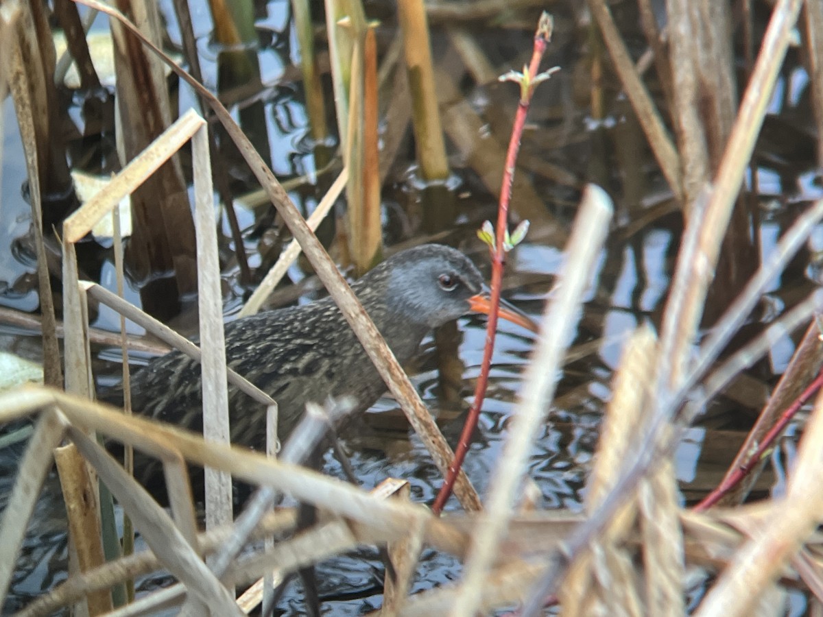 Virginia Rail - Daryl Bernard