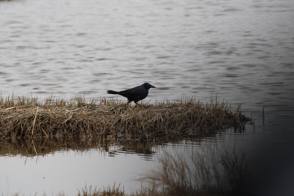 Common Grackle - Amelia Frederic