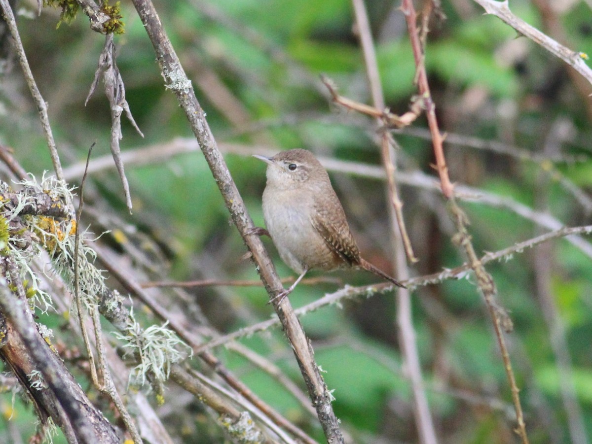 House Wren - ML618106760