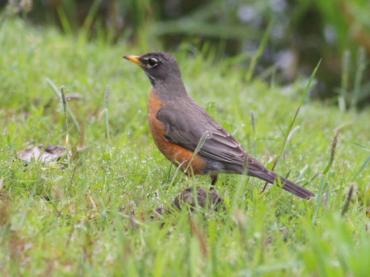 American Robin - ML618106771