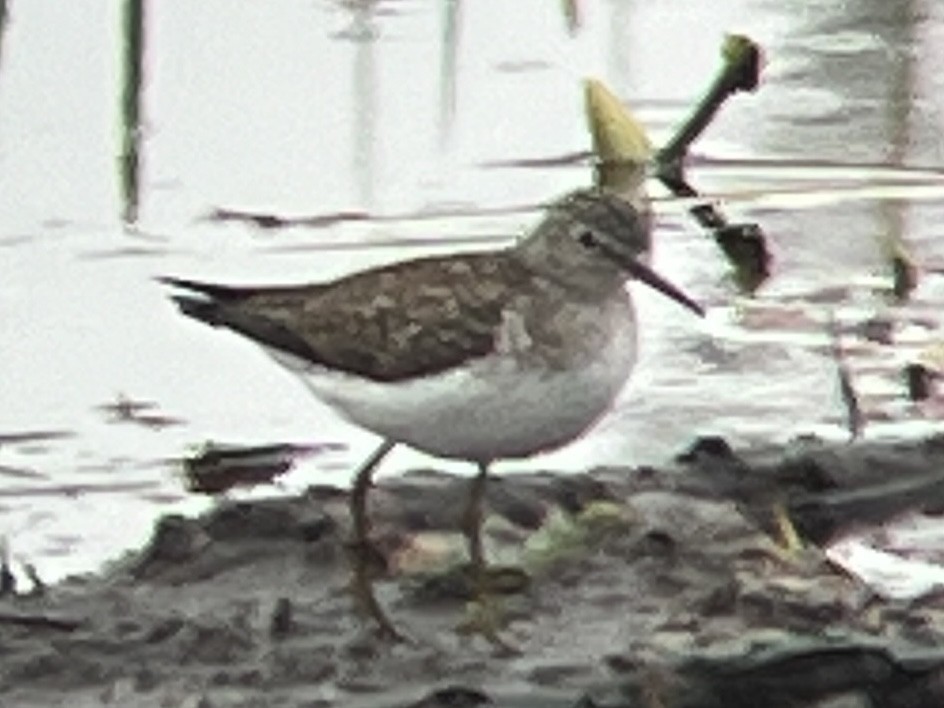 Solitary Sandpiper - Daryl Bernard