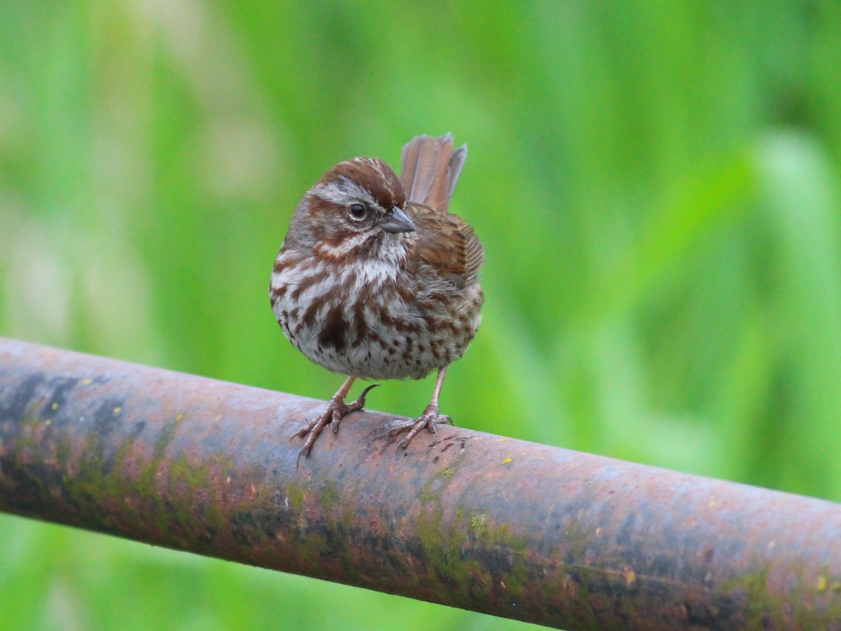 Song Sparrow - ML618106789