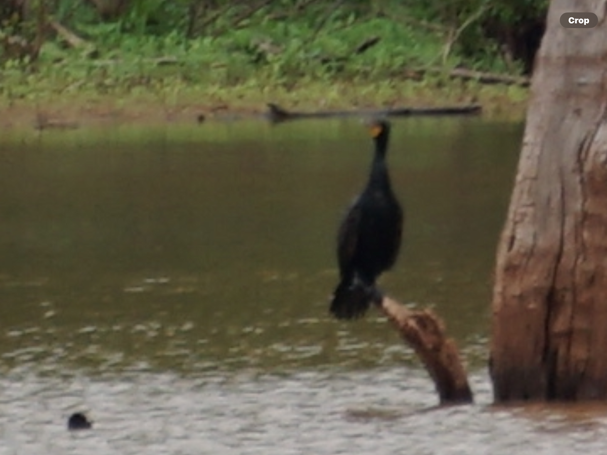 Double-crested Cormorant - Calvin Rees