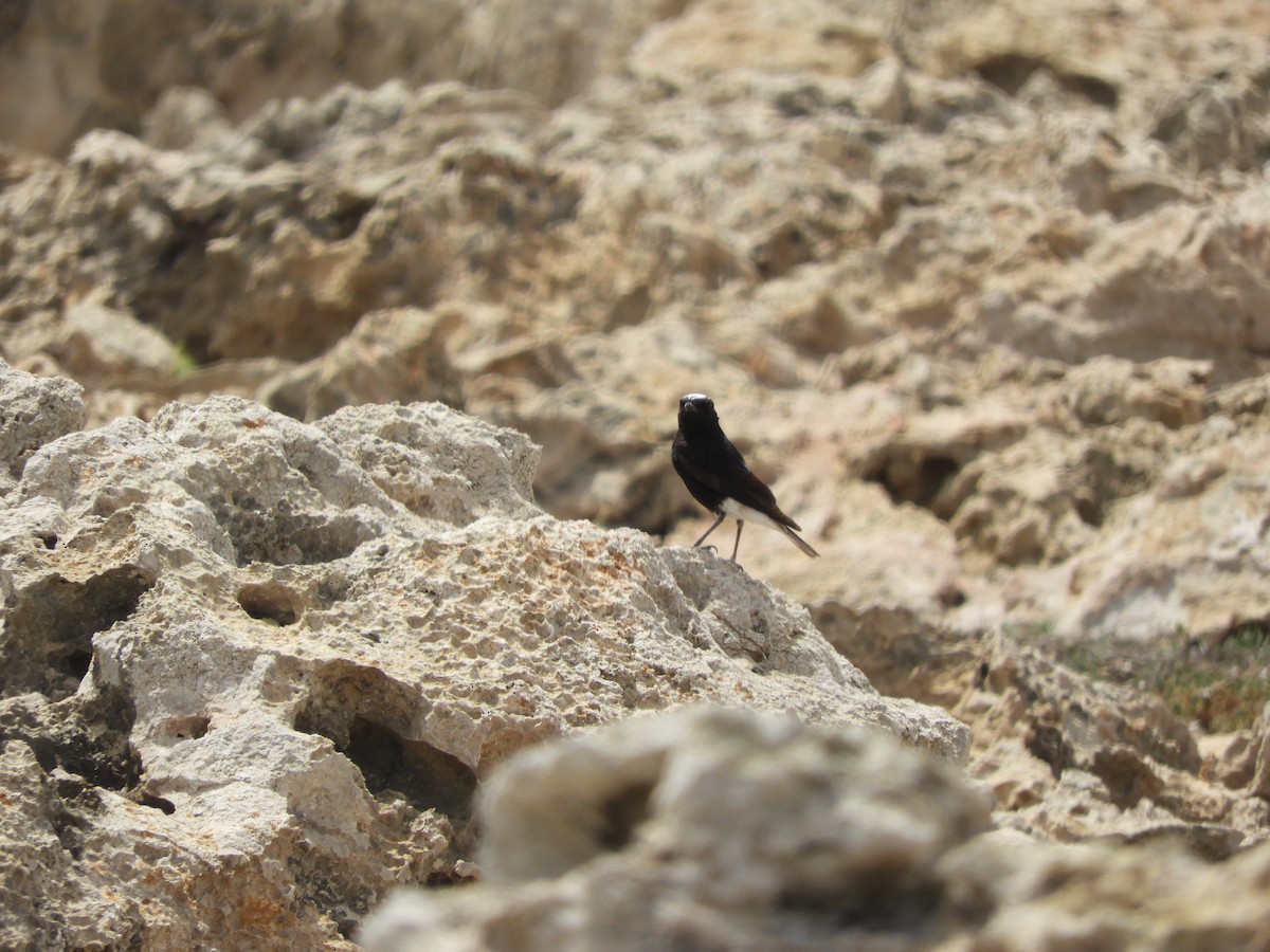 White-crowned Wheatear - ML618106809