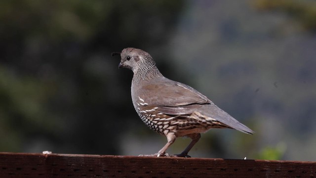 California Quail - ML618106831