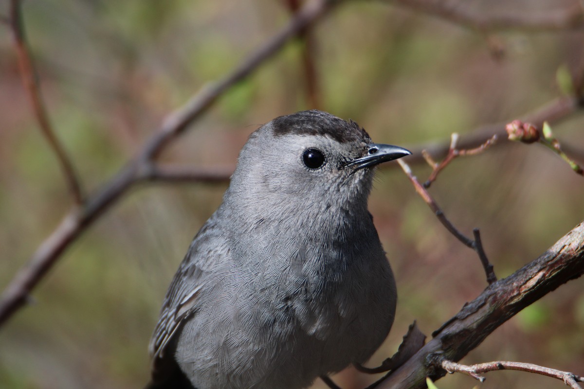 Gray Catbird - ML618106835