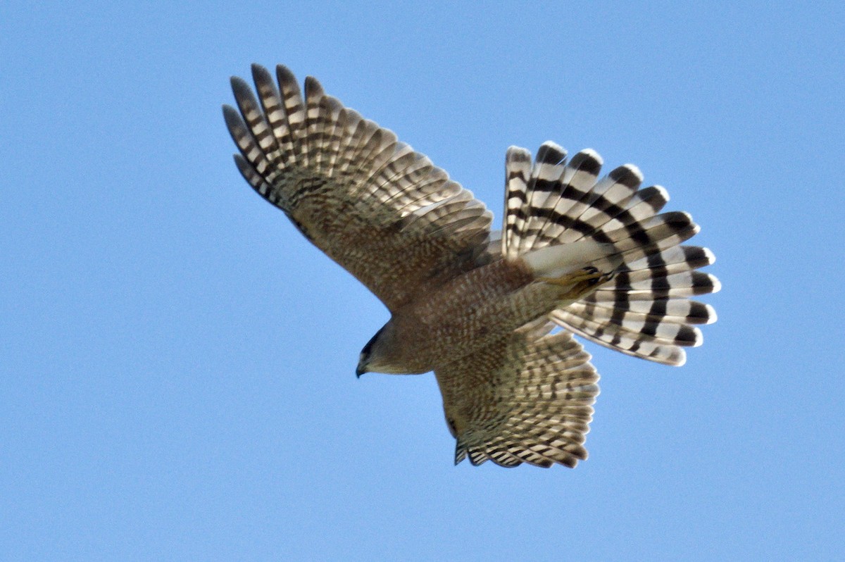 Cooper's Hawk - Nico Stuurman