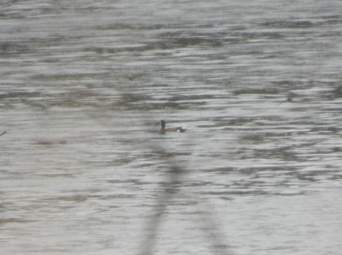 Blue-winged Teal - Michael W. Sack