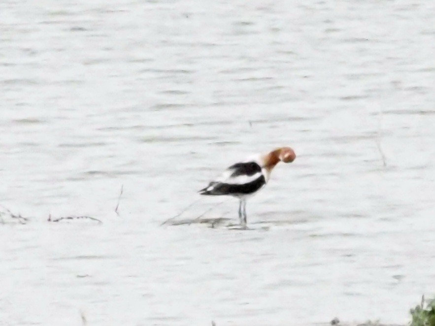 American Avocet - Jonine Dewitte