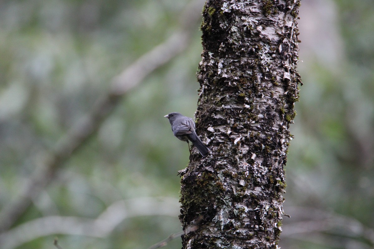 Dark-eyed Junco - Ryan Giordanelli