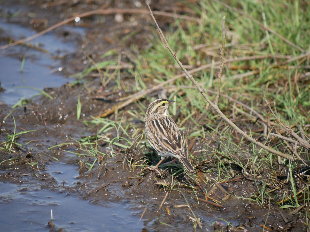 Savannah Sparrow - Daniel Lewis