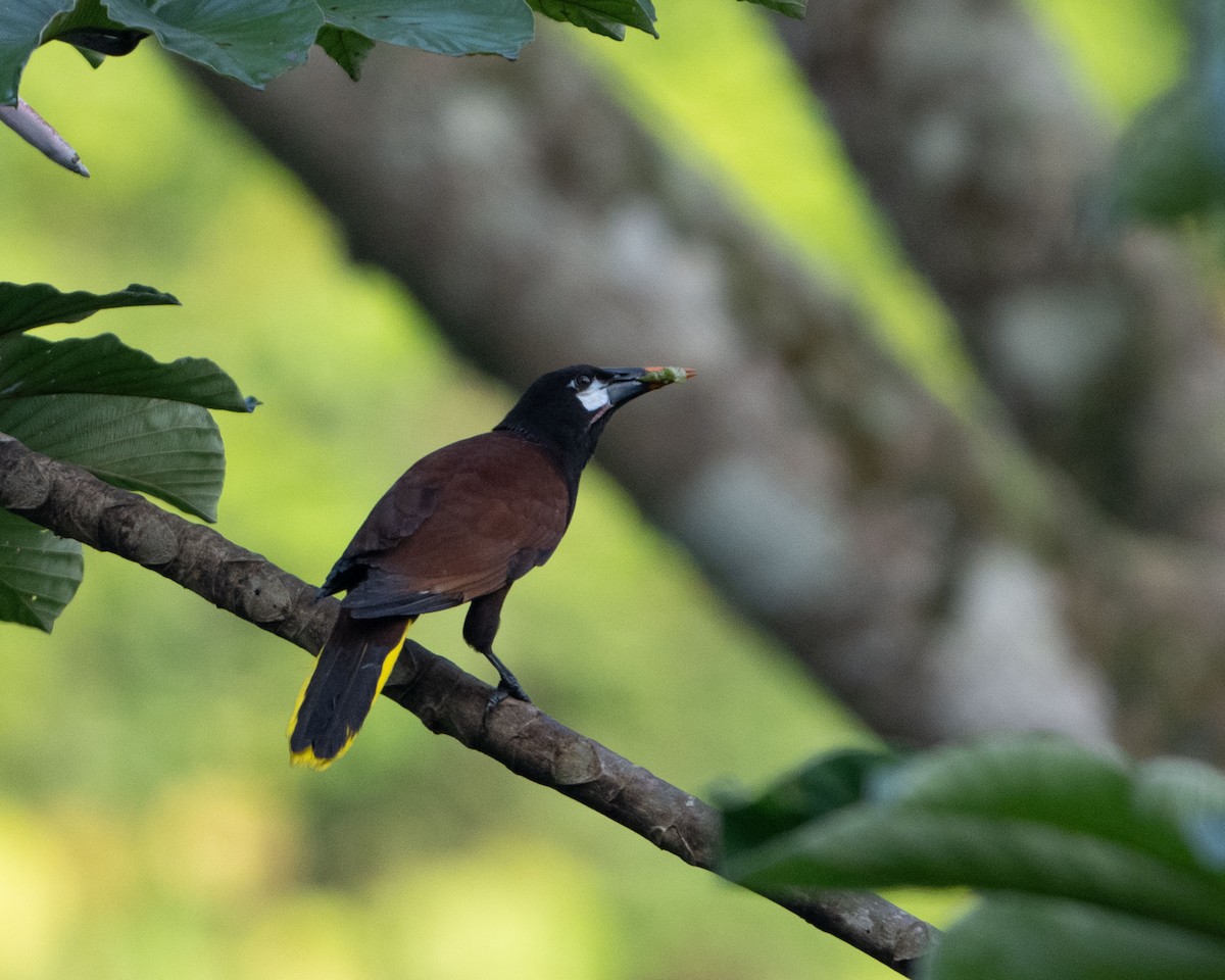 Montezuma Oropendola - ML618106875