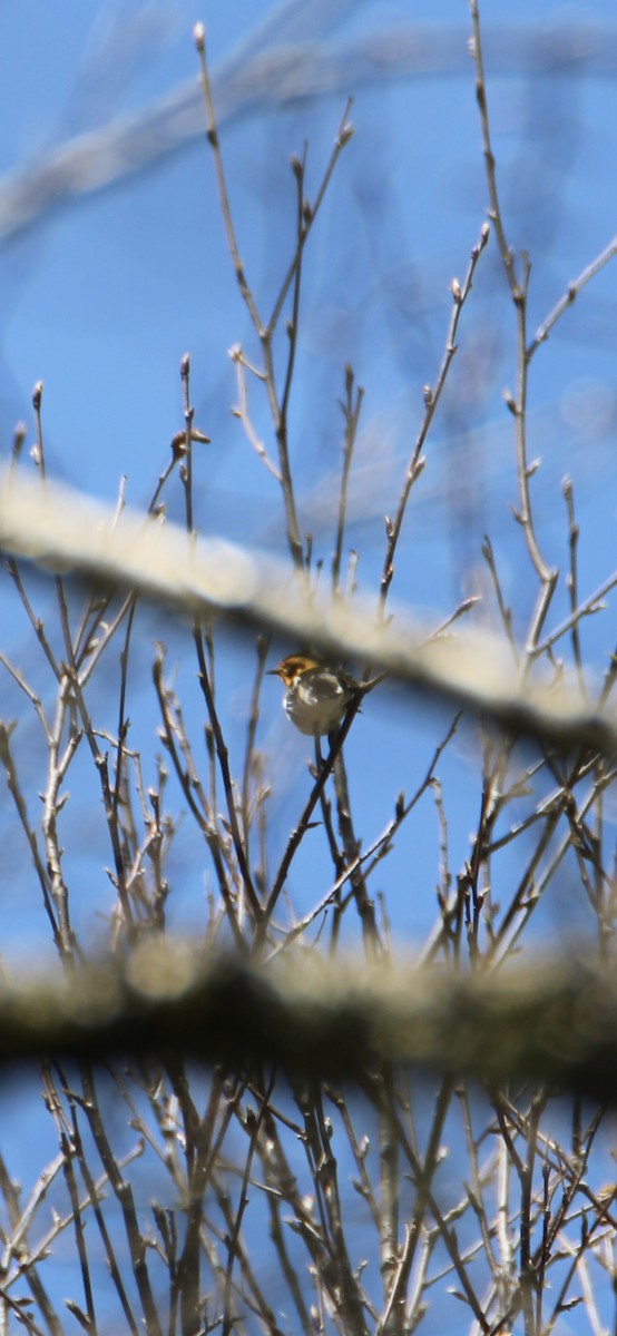 Blackburnian Warbler - ML618106883