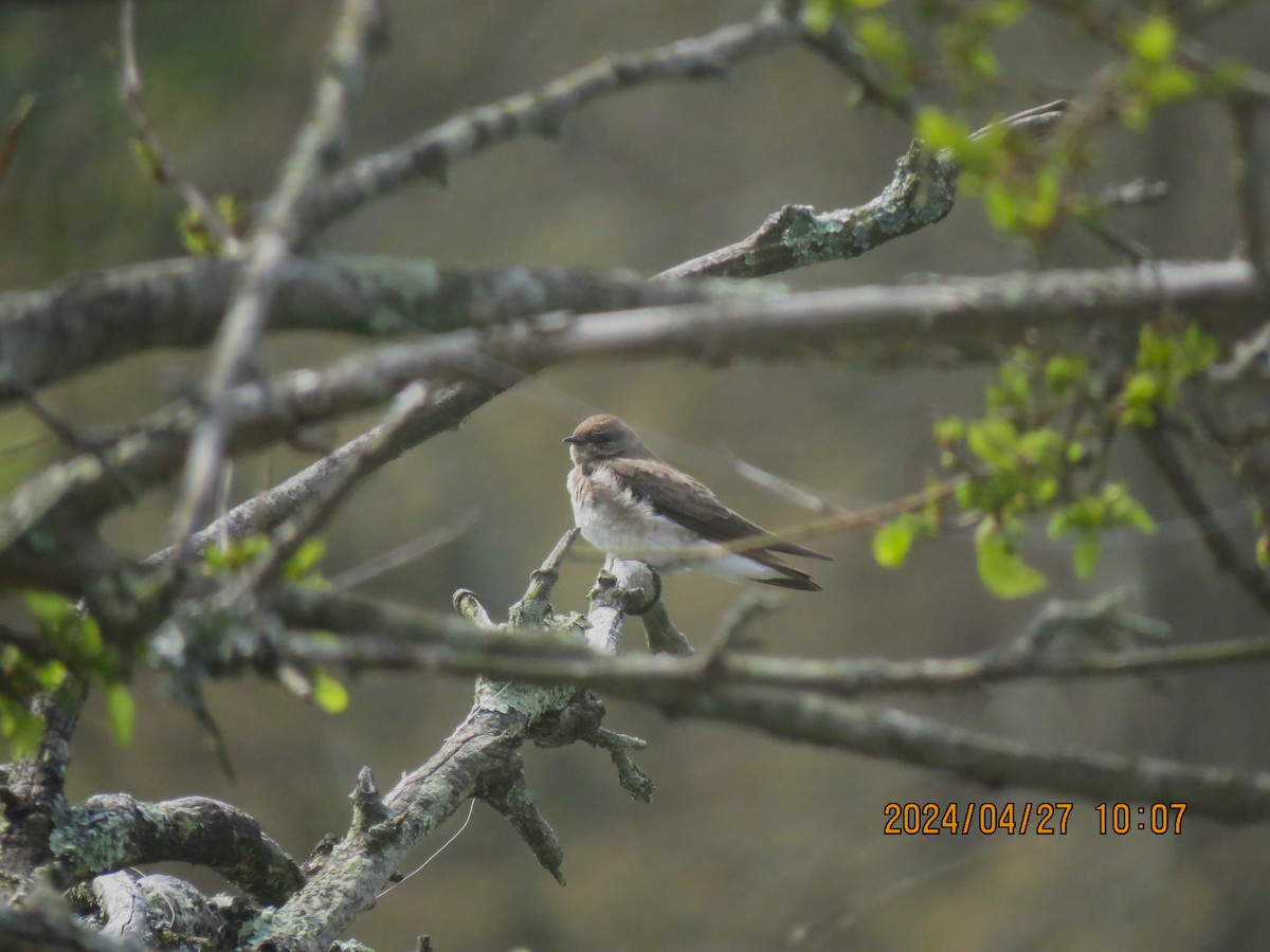 Northern Rough-winged Swallow - ML618106890