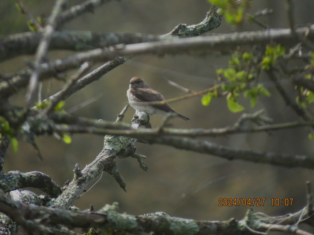 Northern Rough-winged Swallow - ML618106894