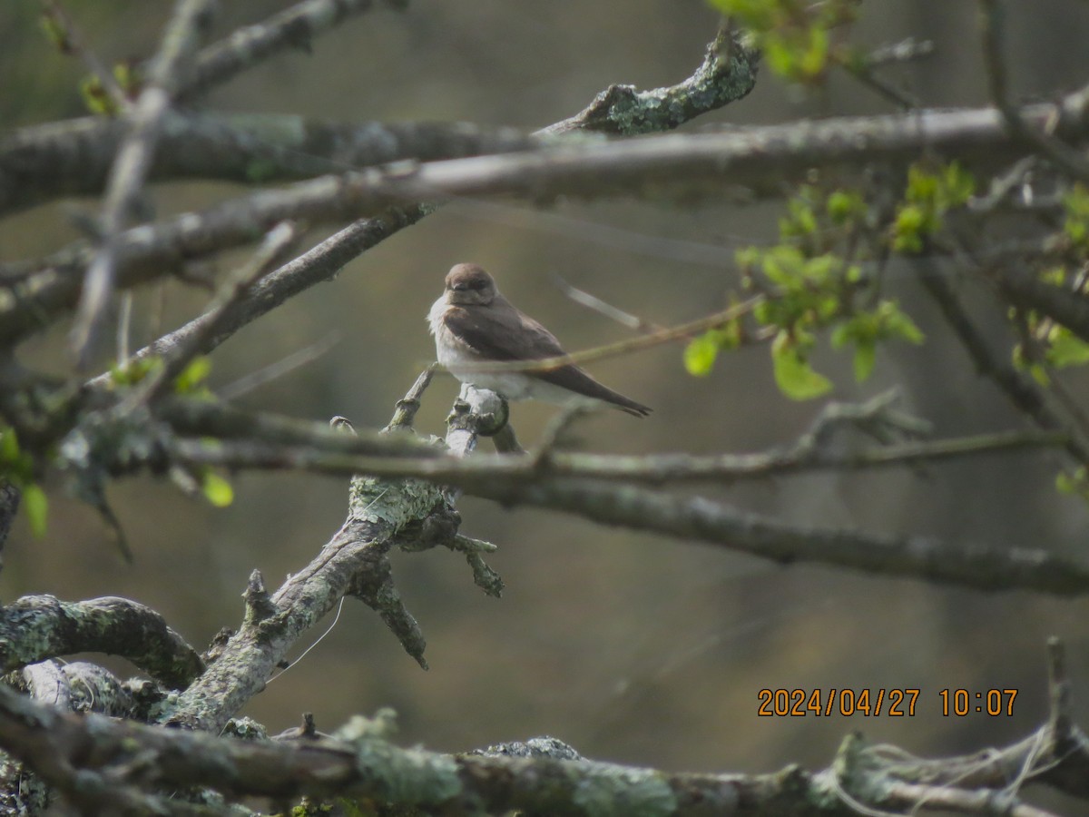 Northern Rough-winged Swallow - ML618106897