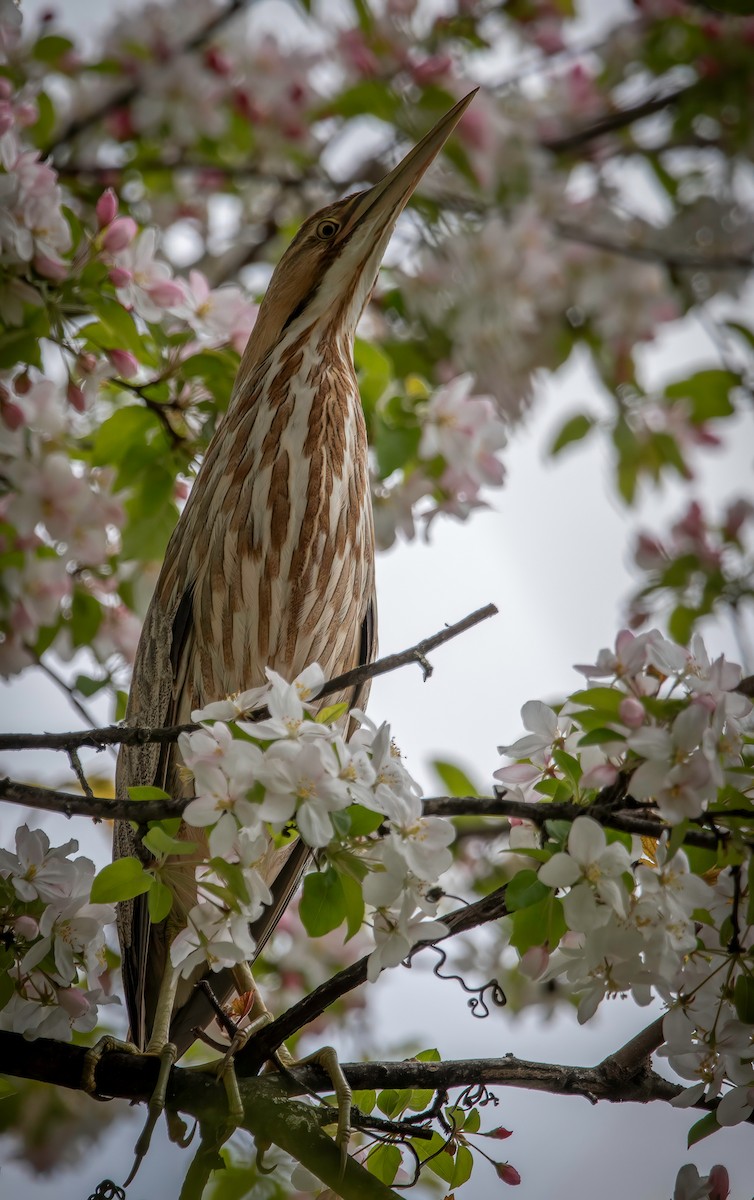 American Bittern - ML618106901