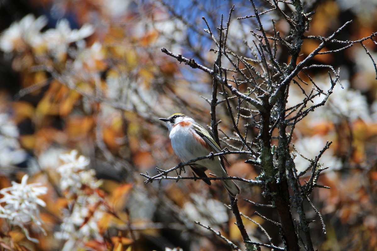 Chestnut-sided Warbler - Ryan Giordanelli