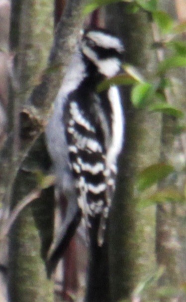 Downy Woodpecker (Eastern) - ML618106915