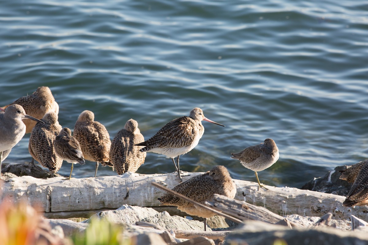 Bar-tailed Godwit - ML618106933