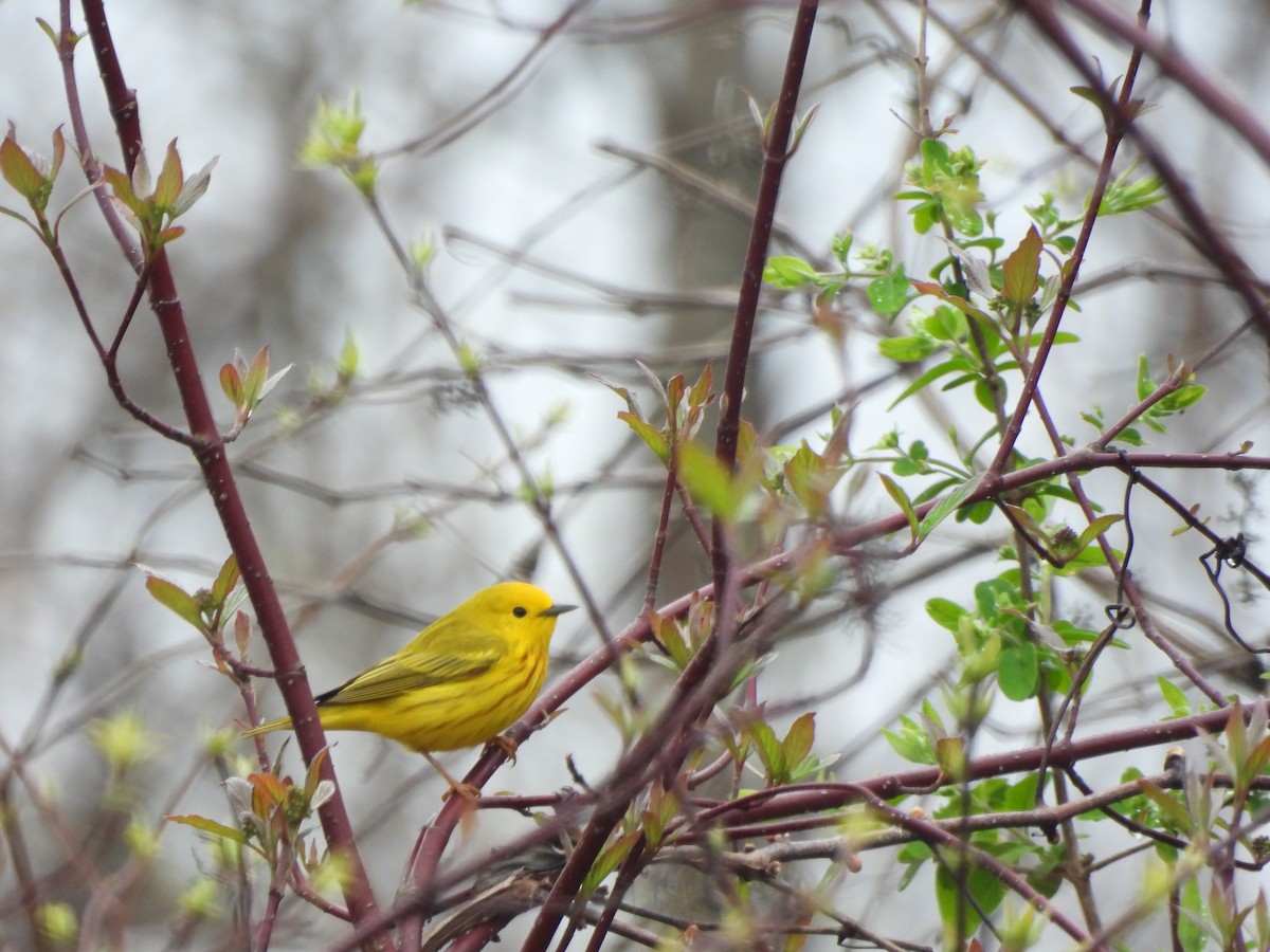 Yellow Warbler - ML618106939