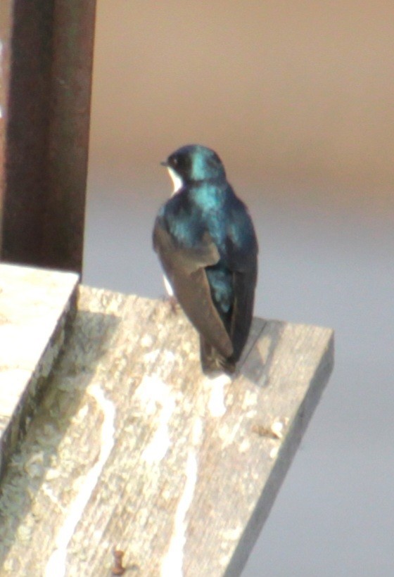 Tree Swallow - Samuel Harris