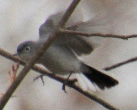 Blue-gray Gnatcatcher - Samuel Harris