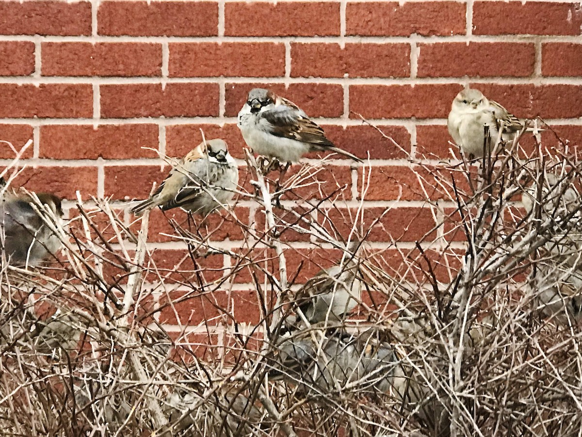 House Sparrow - Lydia Uppington