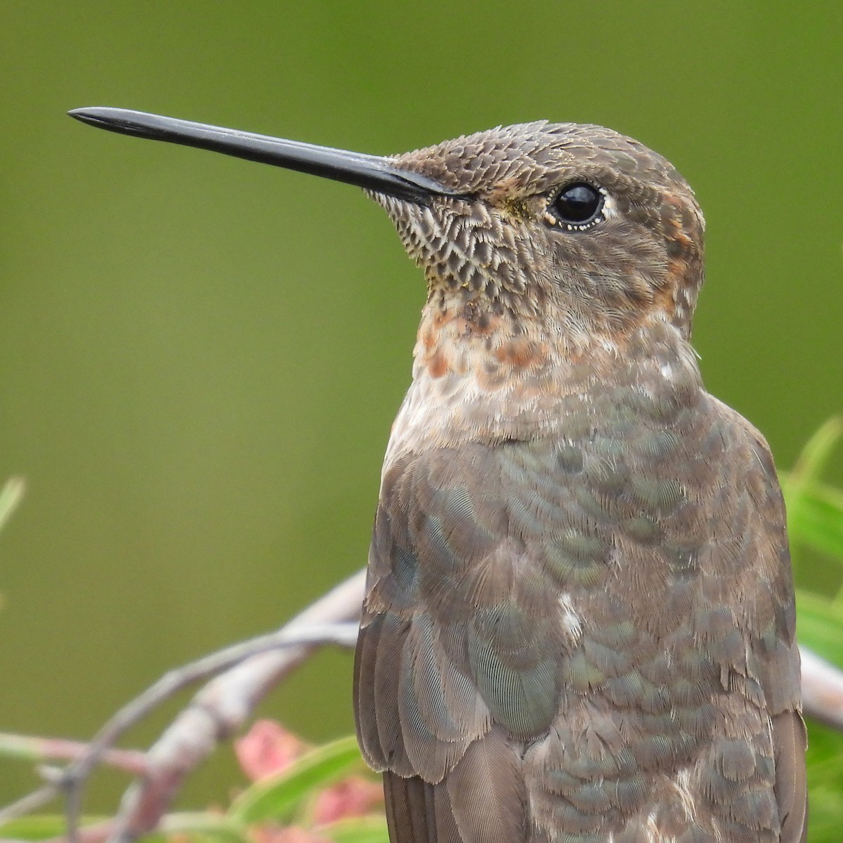 Colibrí Gigante - ML618106995