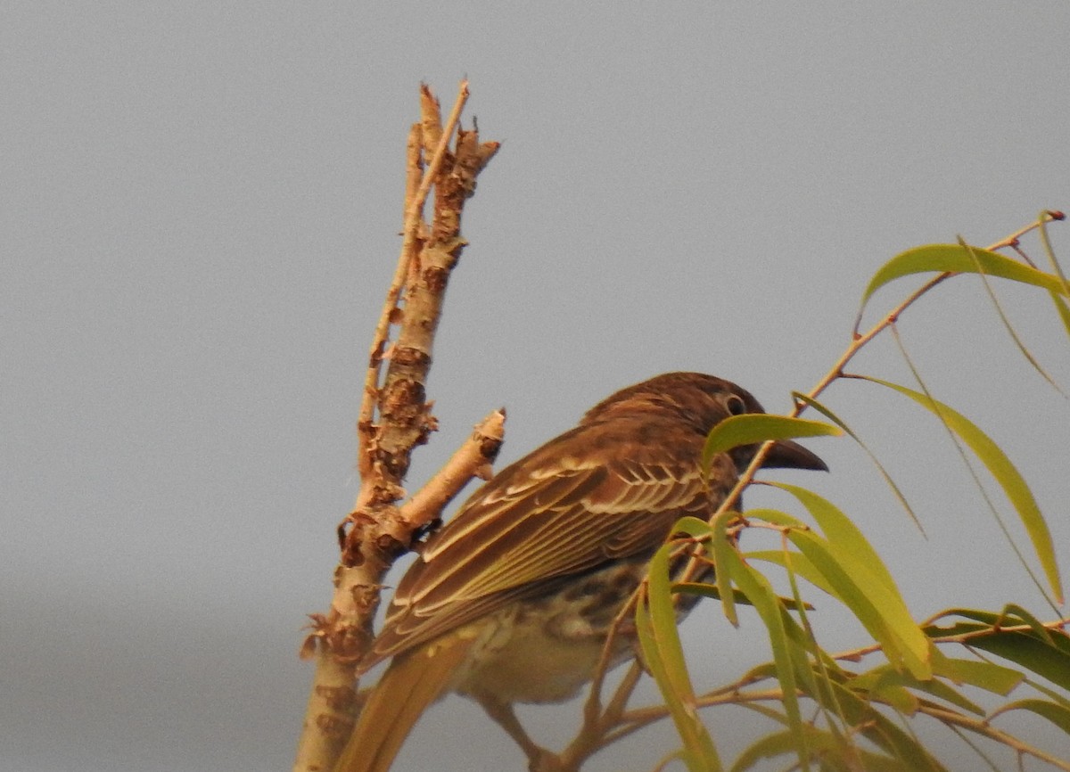 Australasian Figbird - Monica Mesch