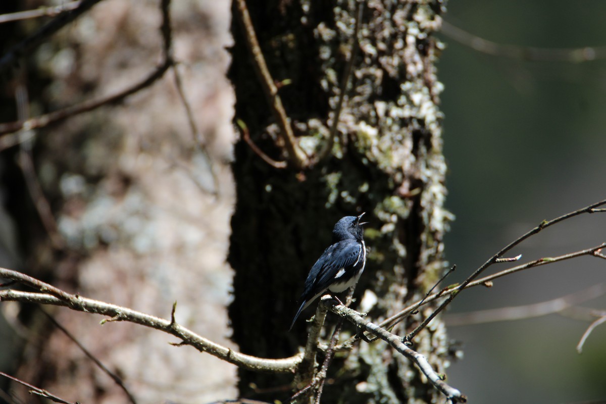 Black-throated Blue Warbler - ML618107012