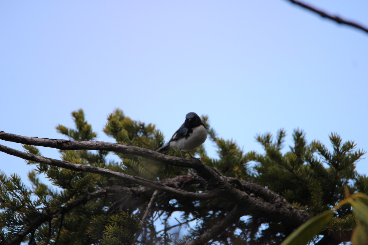 Black-throated Blue Warbler - ML618107013