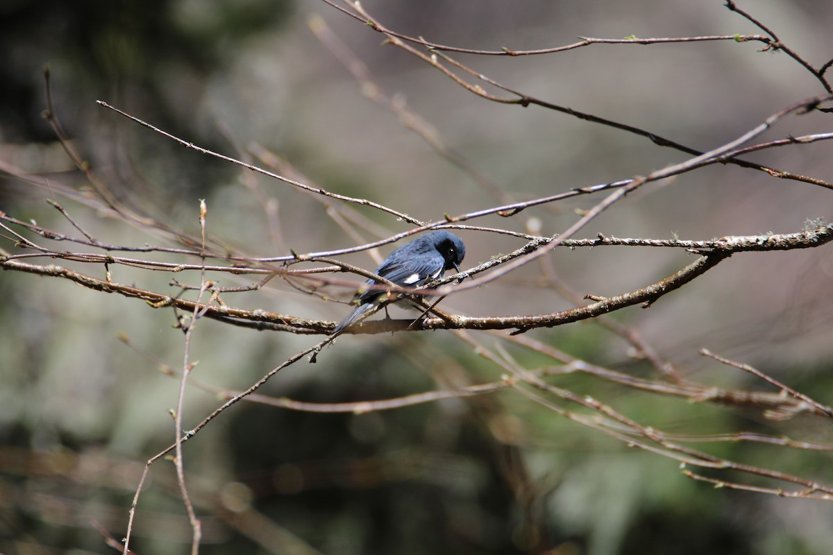 Black-throated Blue Warbler - ML618107014
