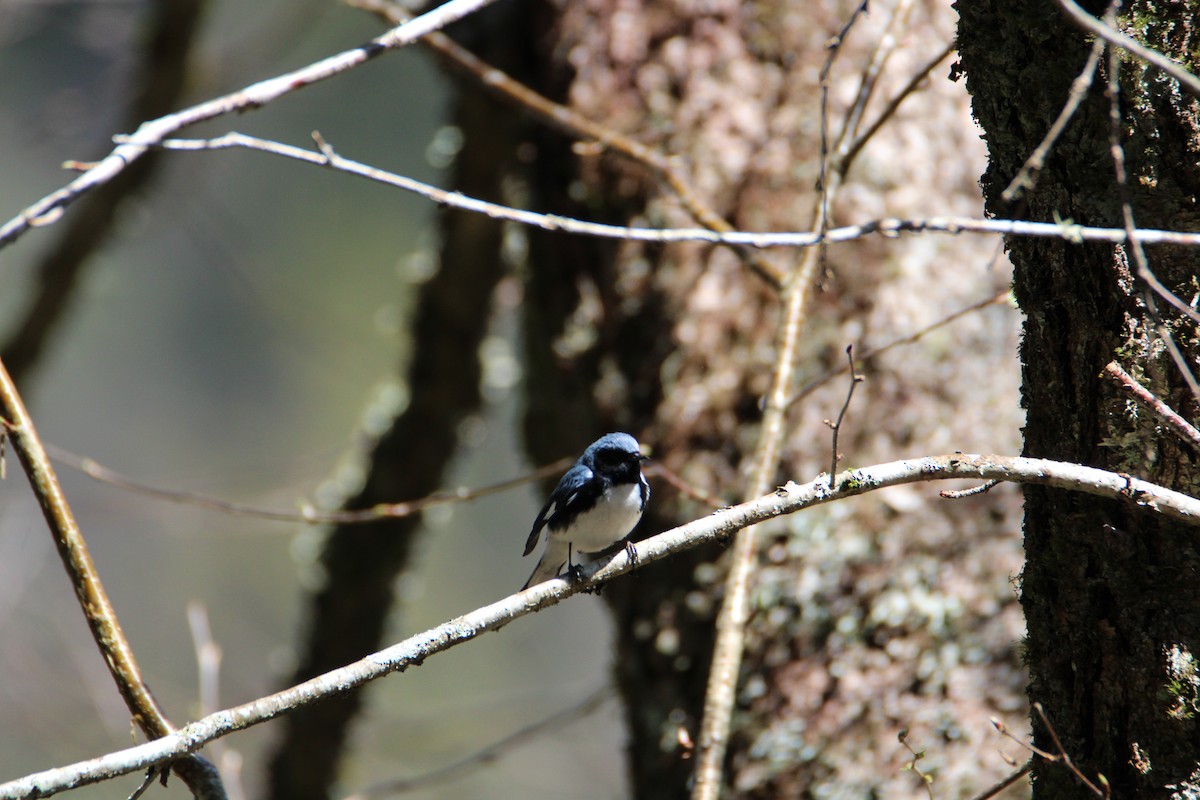 Black-throated Blue Warbler - ML618107015