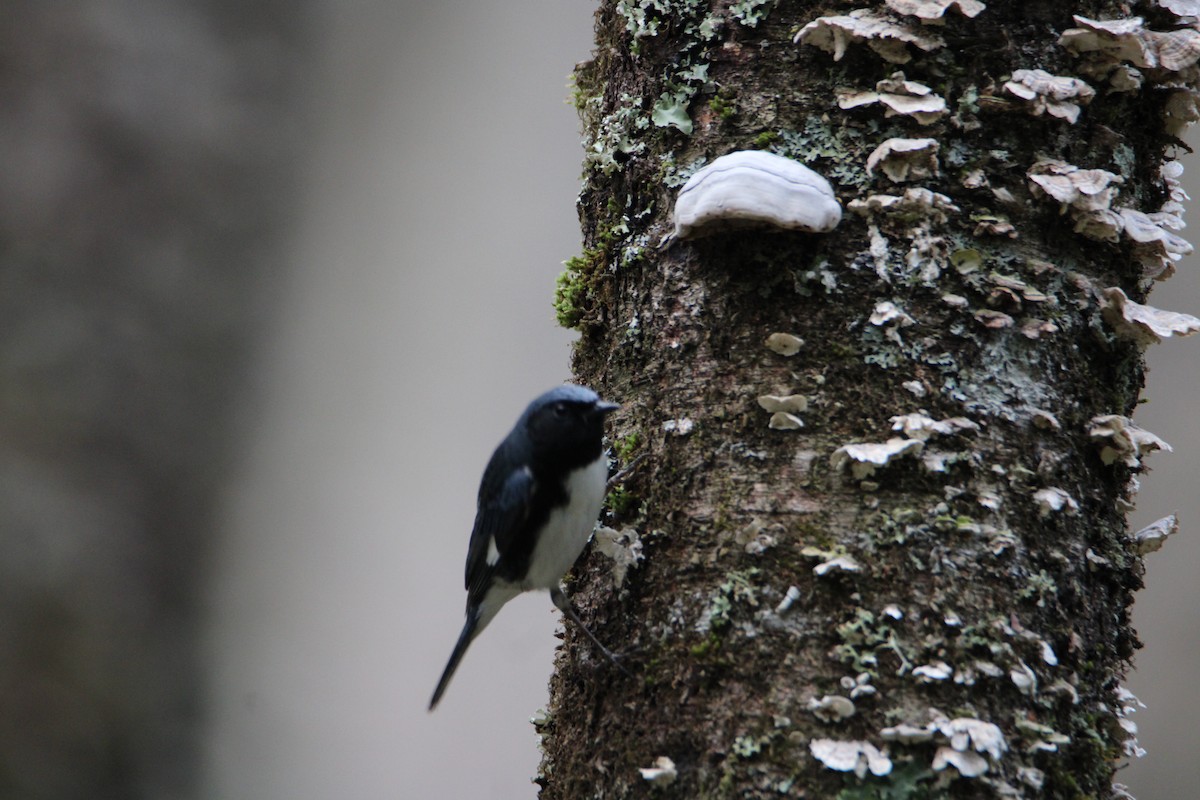 Black-throated Blue Warbler - ML618107016