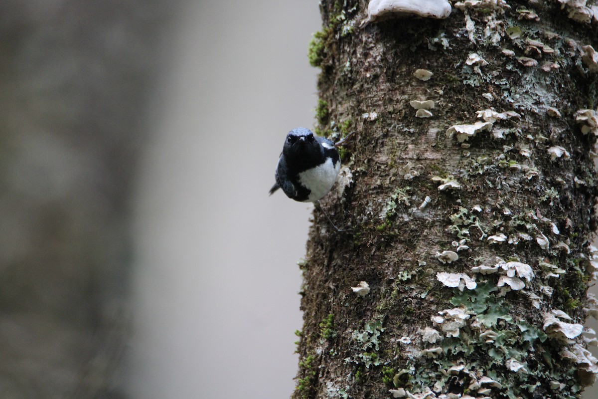 Black-throated Blue Warbler - ML618107017