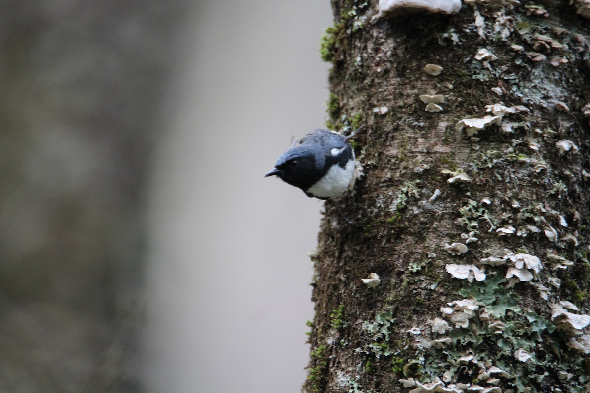 Black-throated Blue Warbler - ML618107018