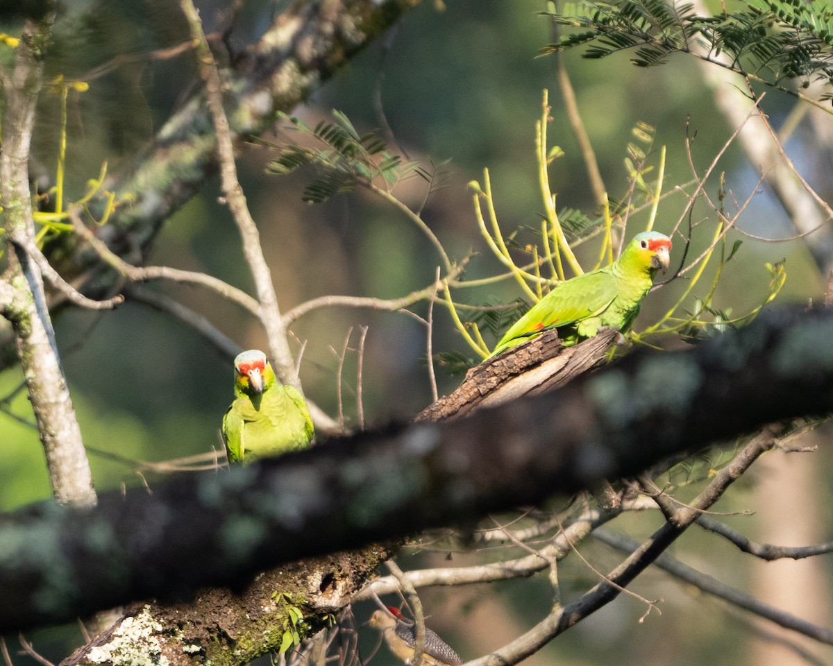 Red-lored Amazon - ML618107027
