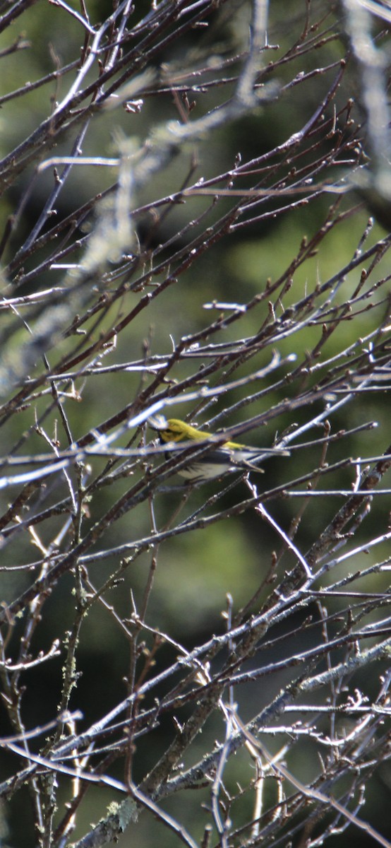 Black-throated Green Warbler - ML618107030