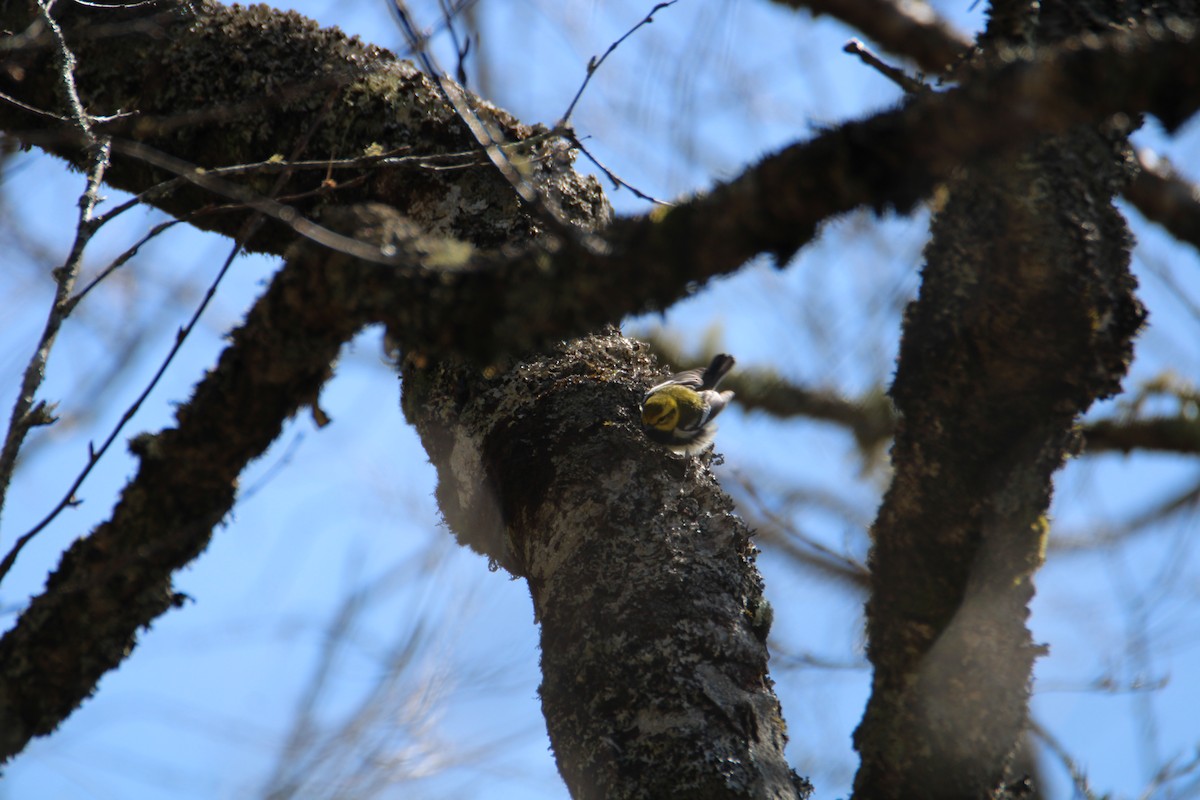 Black-throated Green Warbler - ML618107031