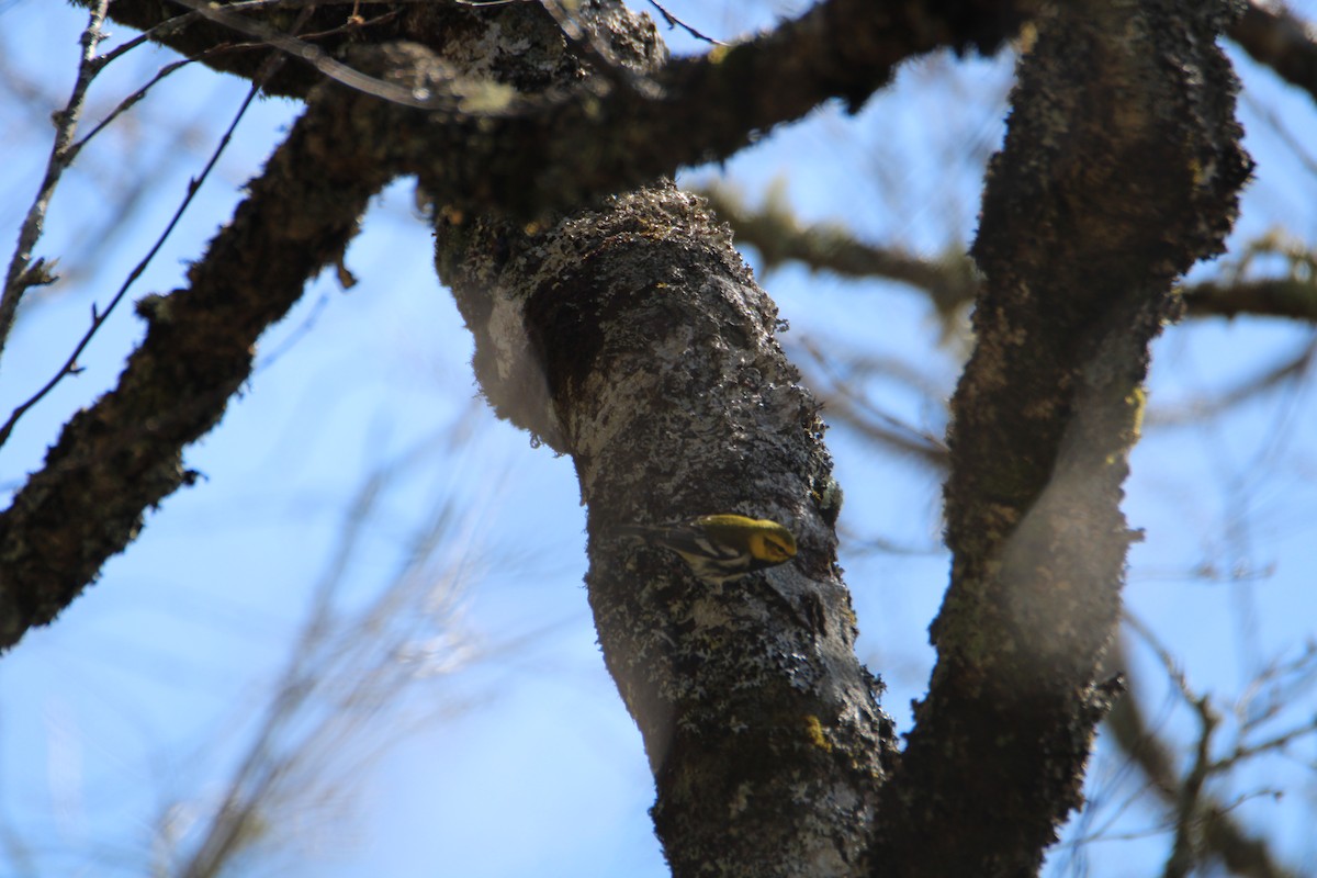 Black-throated Green Warbler - Ryan Giordanelli