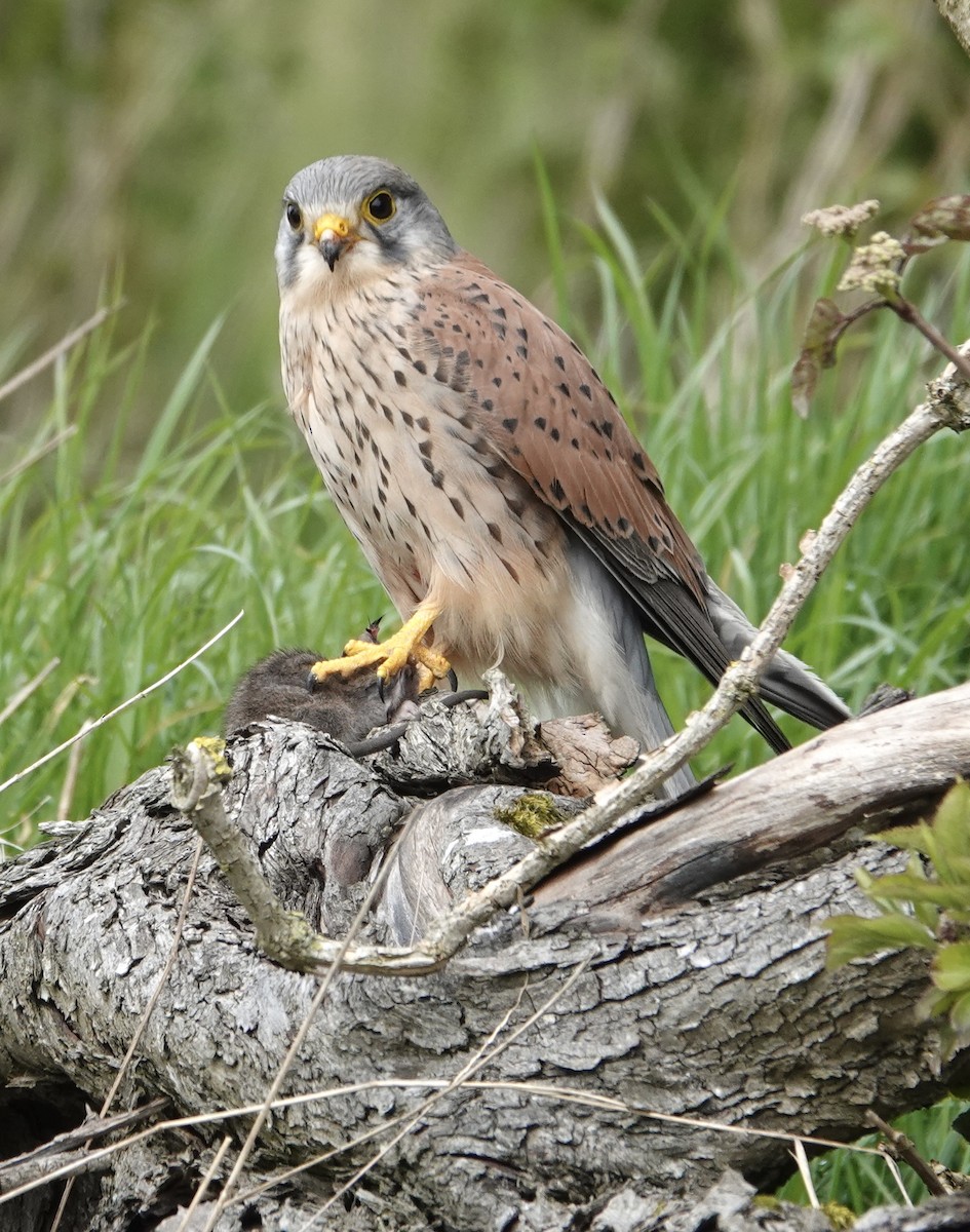 Eurasian Kestrel - ML618107041