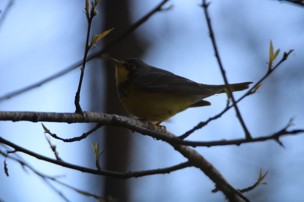 Canada Warbler - ML618107061