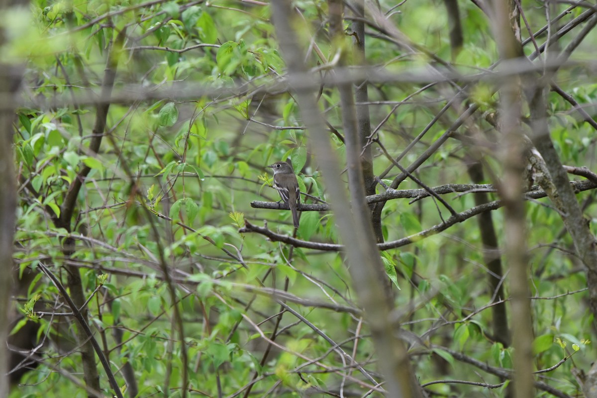 Least Flycatcher - ML618107082