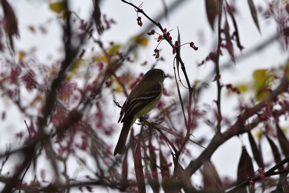 Least Flycatcher - ML618107083